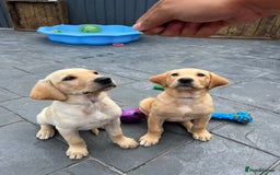 Labrador Retriever dogs for sale: Labrador Retrievers ** only 2 girls left ** - Image 2