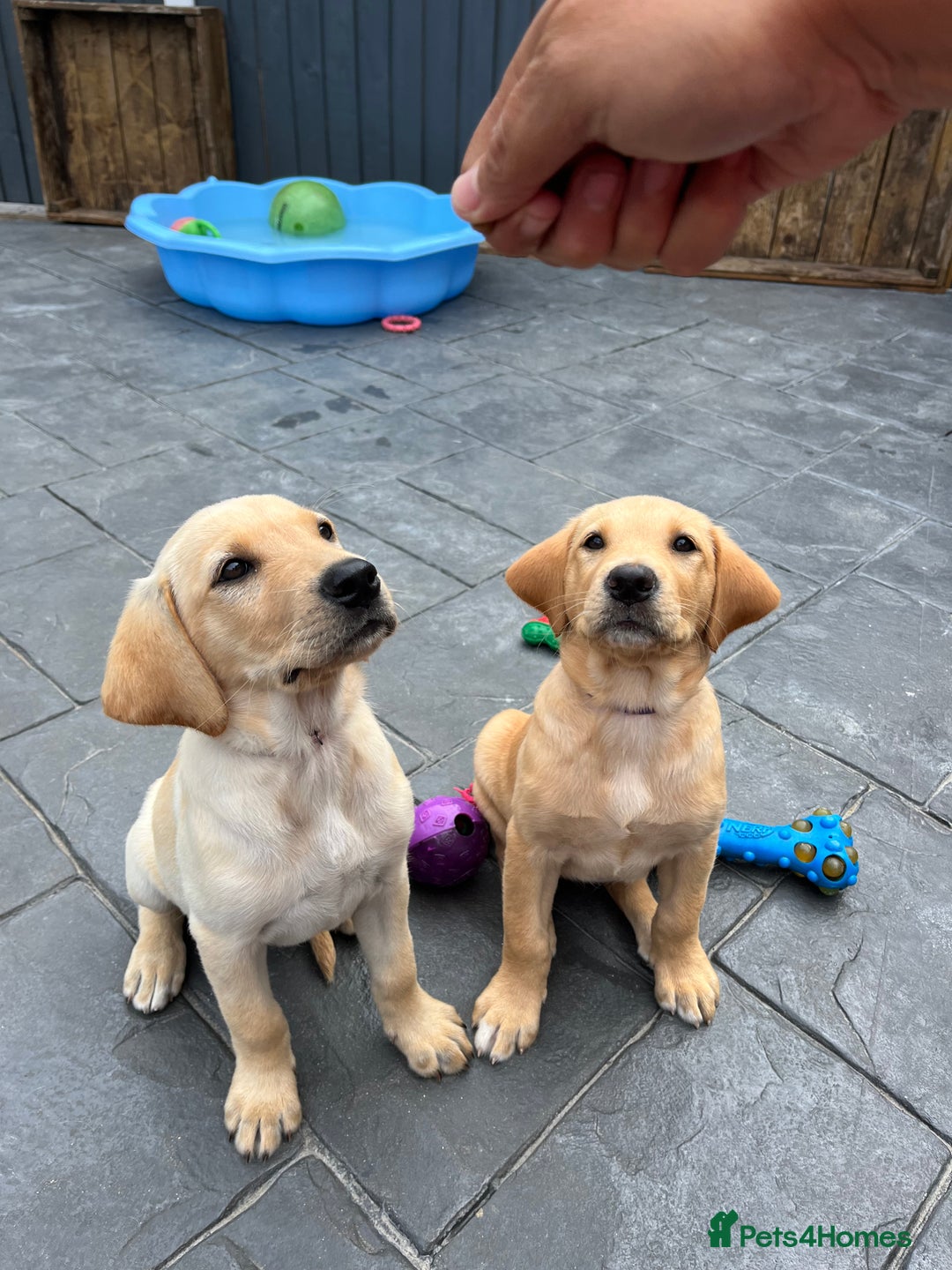 Labrador Retriever dogs for sale: Labrador Retrievers ** only 2 girls left ** - Image 2