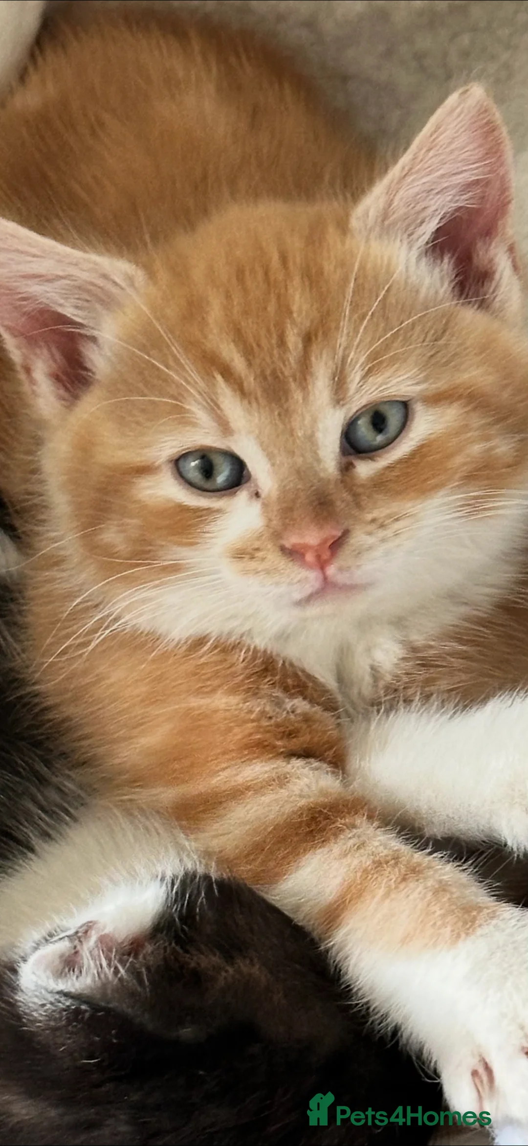 Mixed Breed cats for sale: Beautiful ginger male - Advert 2