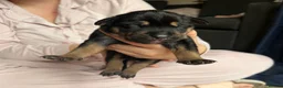 Mixed Breed dogs for sale: Beautiful Staffie cross puppies - Advert 5