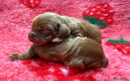 Cocker Spaniel dogs for sale: Stunning KC Working Cocker Spaniel Pups - Image 12