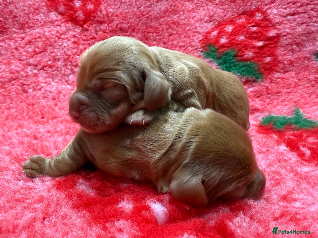 Cocker Spaniel dogs for sale: Stunning KC Working Cocker Spaniel Pups - Image 12