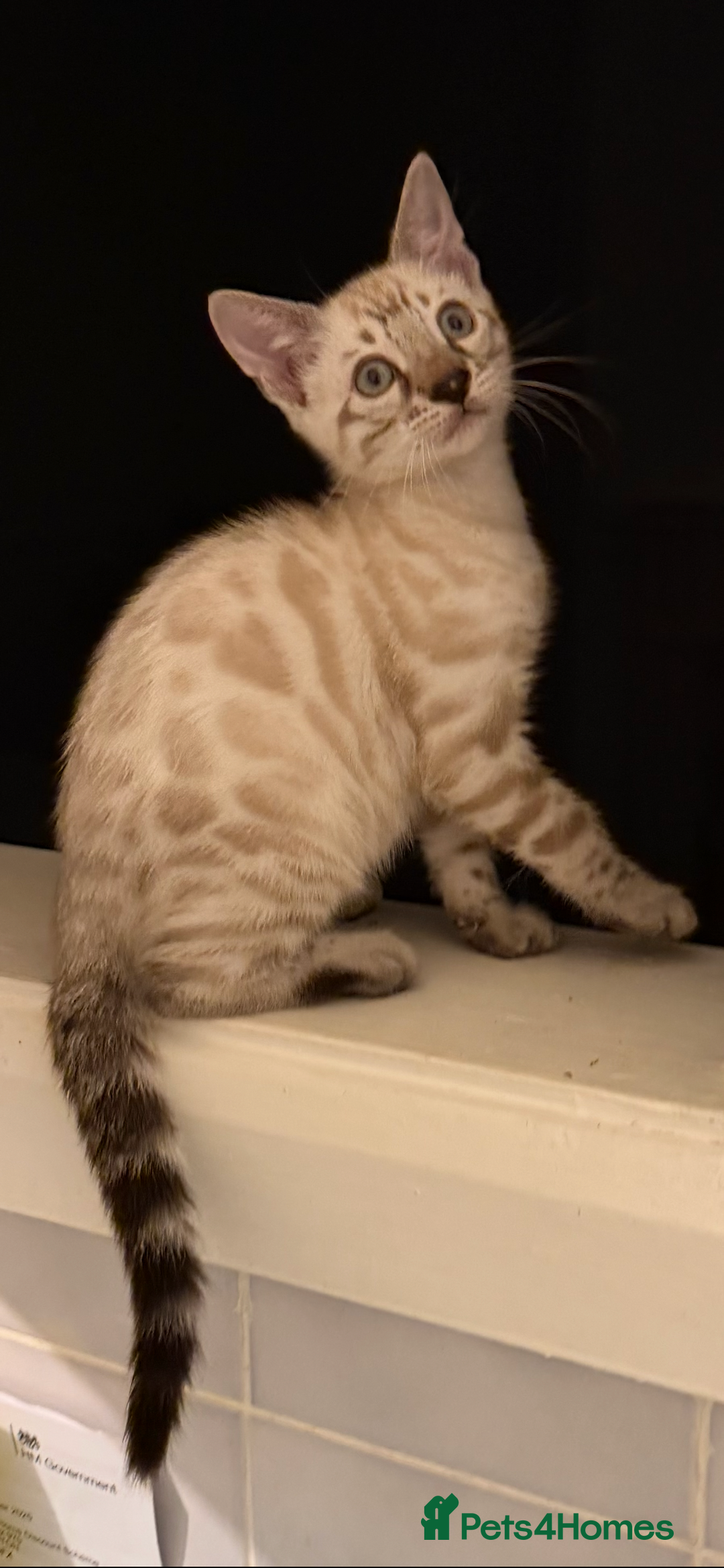 Bengal cats for sale: 🩶 BENGAL 🔥 KITTENS 🤍 TICA REGISTERED  - Advert 18