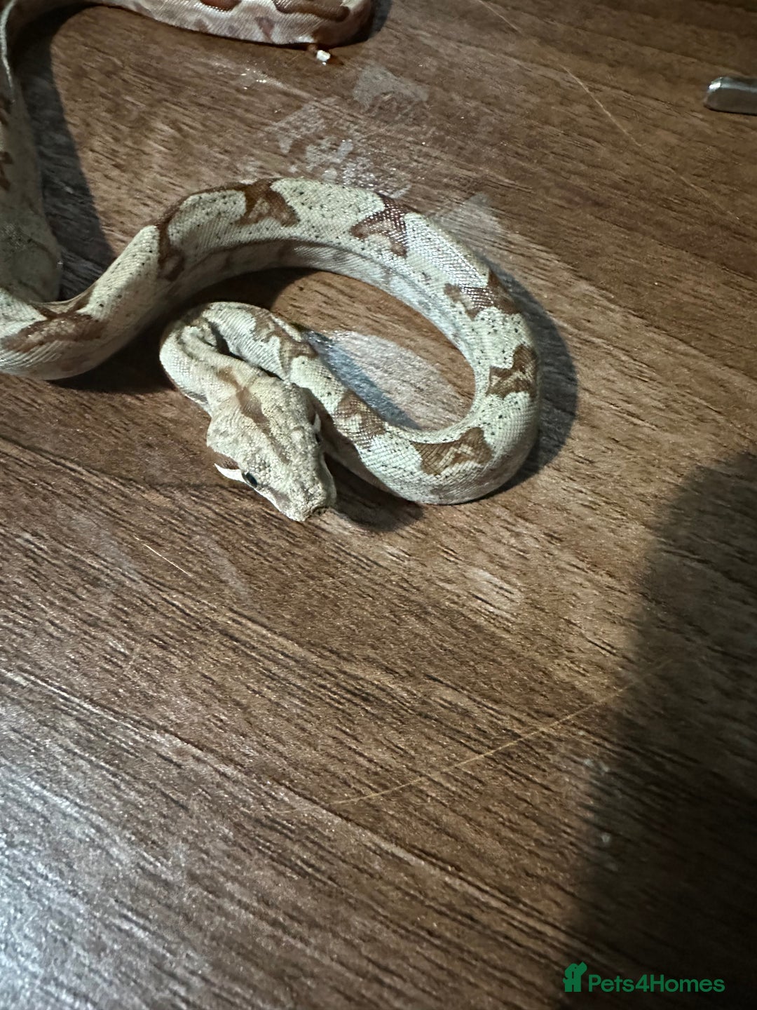 Boa Snake reptiles for sale: Baby boas  - Advert 3