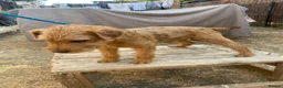 Lakeland Terrier dogs for sale: Male Lakeland terrier in Wantage - Advert 3