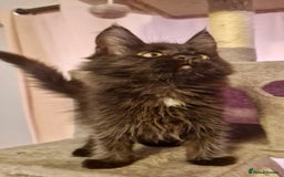 Maine Coon cats for sale: 🌟Ready to leave 4 XL Maine Coons active available - Image 29
