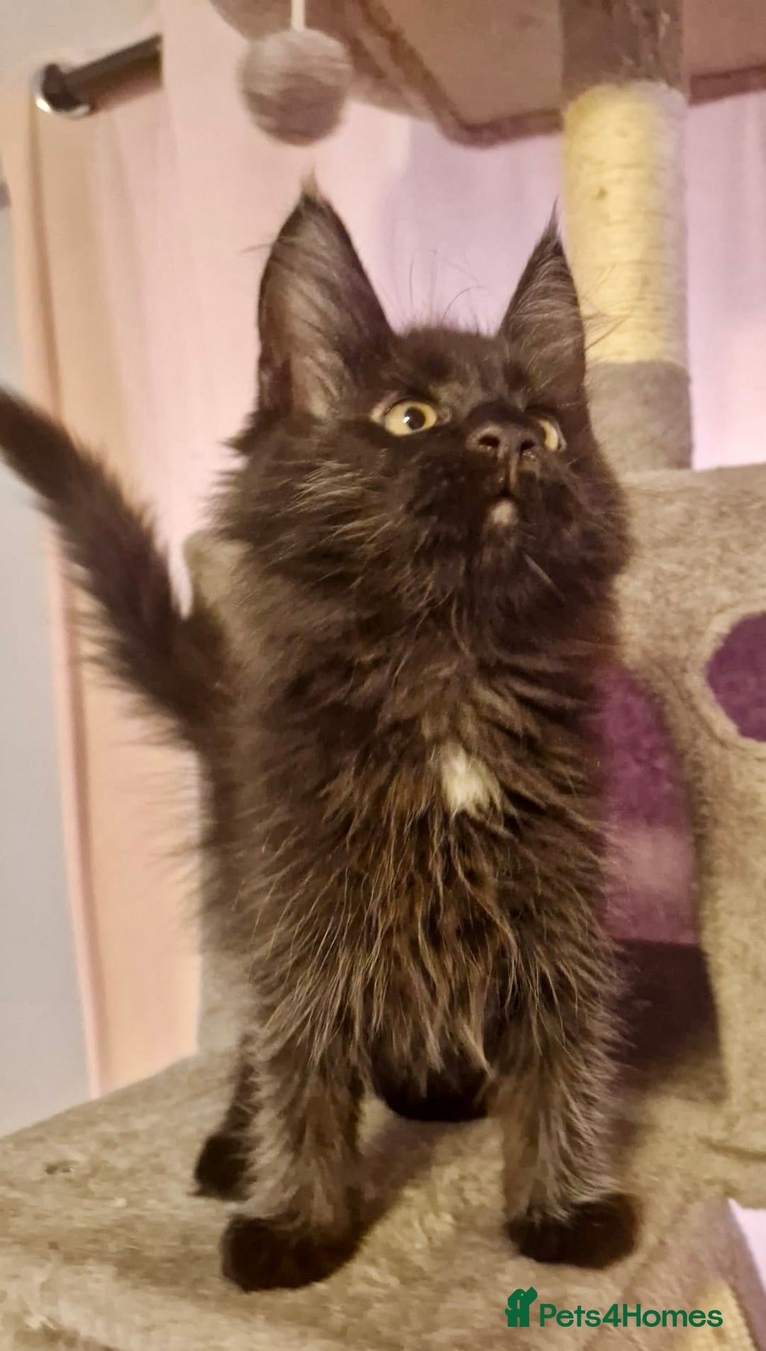 Maine Coon cats for sale: 🌟Ready to leave 4 XL Maine Coons active available - Image 29