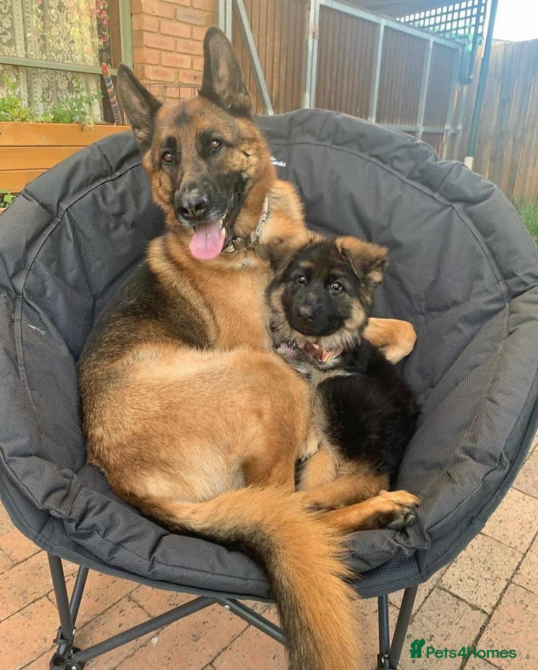German Shepherd dogs for sale: 🐾🖤 Top-Quality Purebred German Shepherd Puppies - Image 21