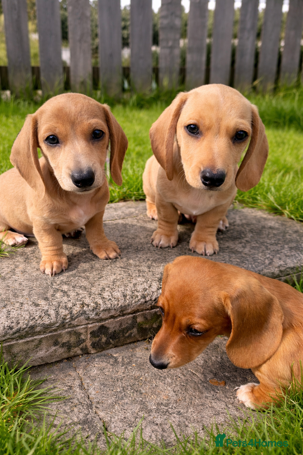 Miniature Dachshund dogs ✨ KC Smooth haired cream miniature dachshunds✨ - Advert 3