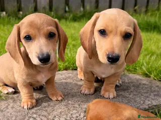 Miniature Dachshund dogs ✨ KC Smooth haired cream miniature dachshunds✨ - Advert 3
