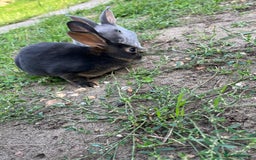 Rex rabbits for sale: Full bred Rex rabbit  - Image 4