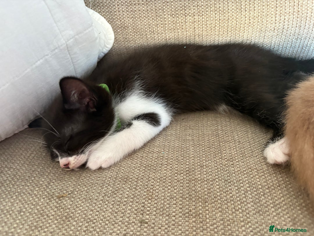 Mixed Breed cats for sale: Kittens available  - Image 4