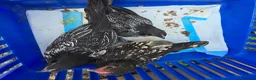 Chickens poultry for sale: Grower chickens - Advert 4