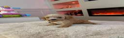Cavapoo dogs for sale: Gorgeous Cavapoo puppies  - Advert 15