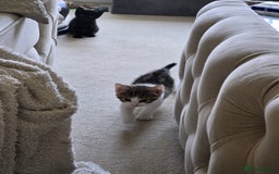 Russian Blue cats for sale: Russian blue and main coon mix - Image 11