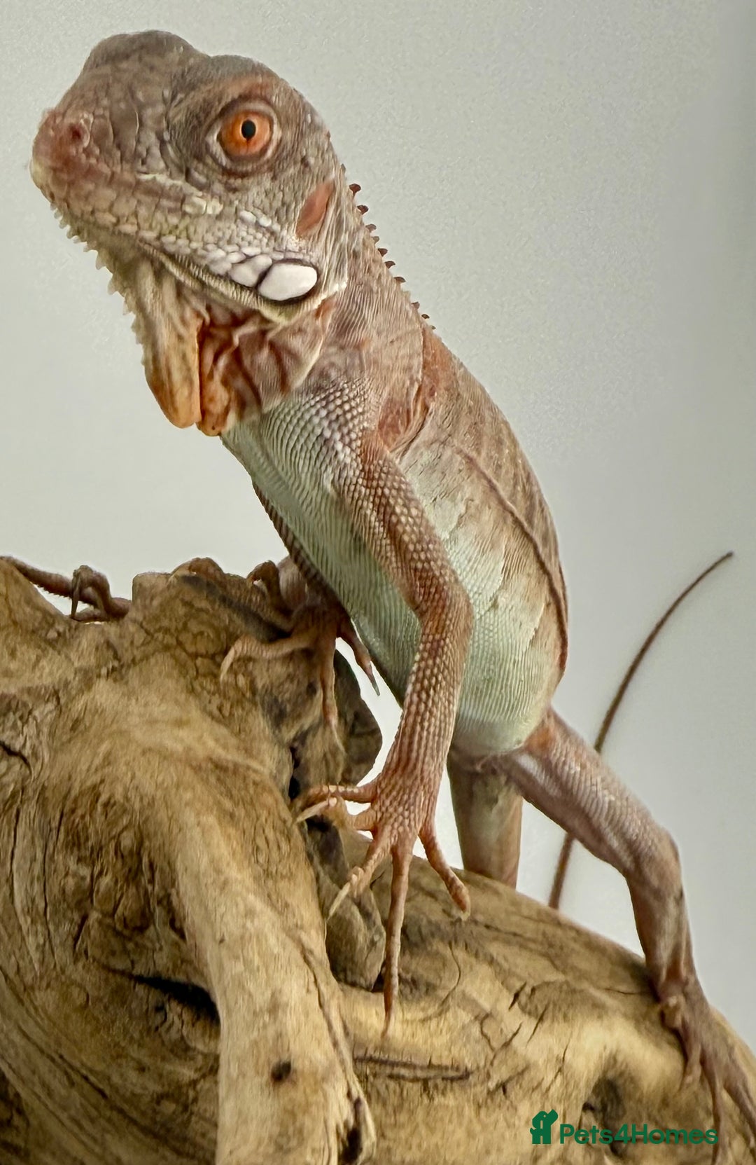 Iguana reptiles for sale: Iguana Snow Zero - Image 5