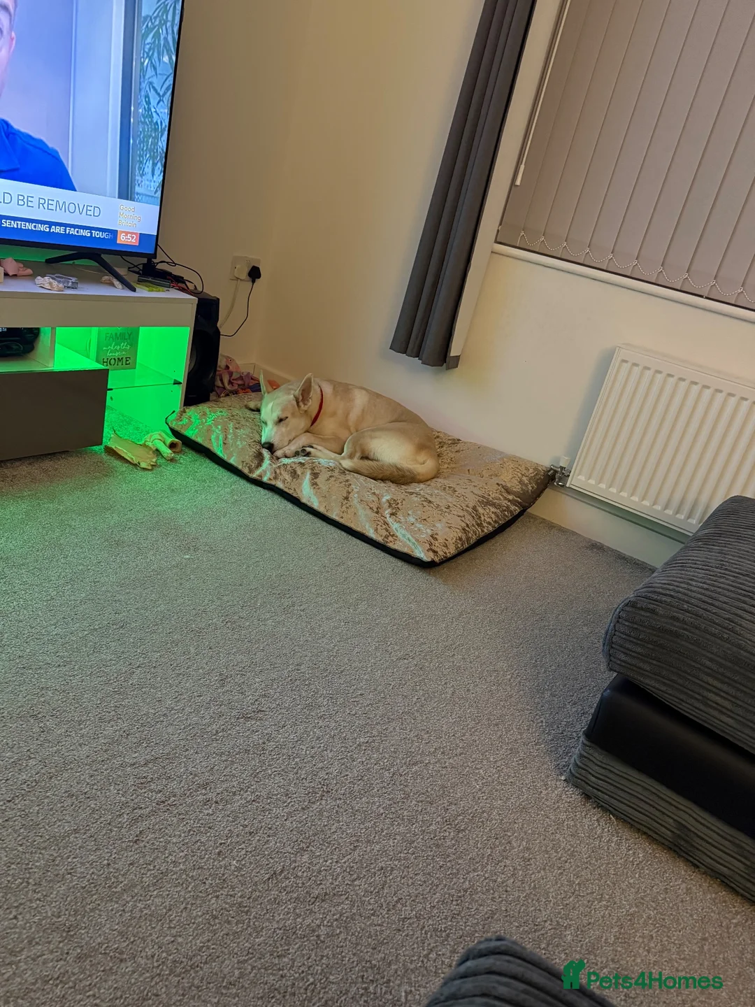 Mixed Breed dogs for sale: Rocky  - Advert 11