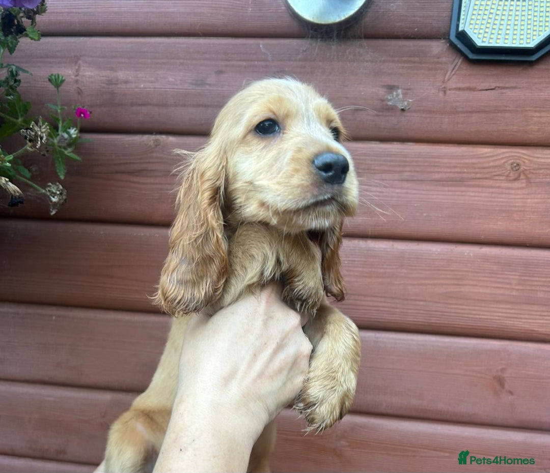 Cocker Spaniel dogs for sale: Show type Cocker Spaniels Fully vaccinated  - Image 9