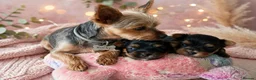 Yorkshire Terrier dogs for sale: 2 Sweter Yorkshire Terrier puppy in Swindon - Advert 13