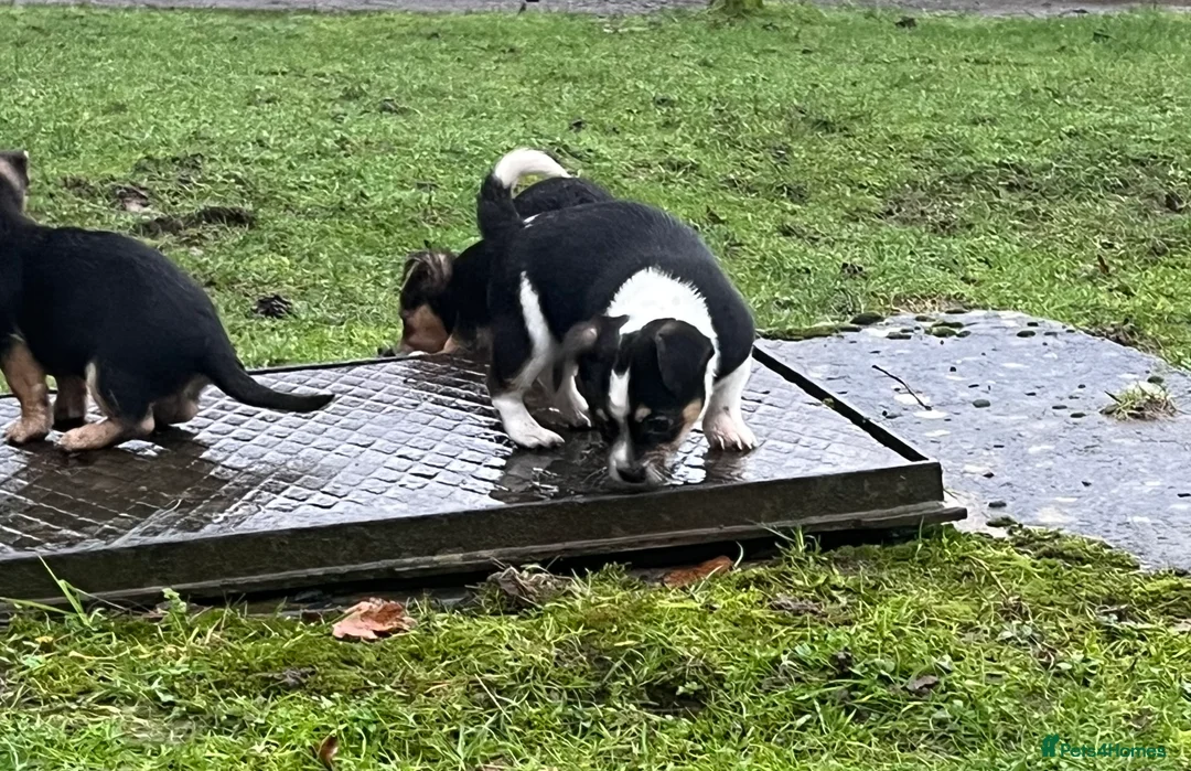 Mixed Breed dogs for sale: Gorgeous Jackchi pups  - Advert 5