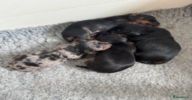 Miniature Dachshund dogs - Advert 4