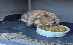 Mini Lop rabbits for sale: 2 male mini lops rabbits for sale  - Image 2