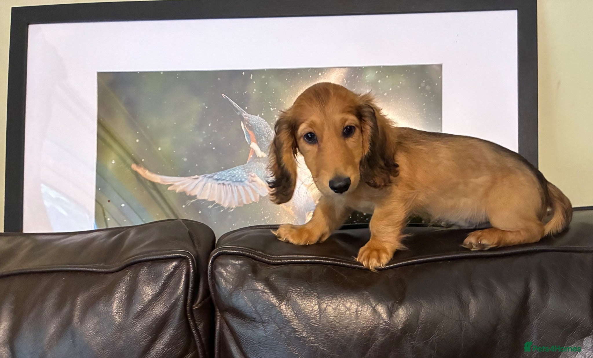Miniature Dachshund dogs GORGEOUS KC reg PRA CLEAR MINI DACHSHUND PUPPIES - Advert 2