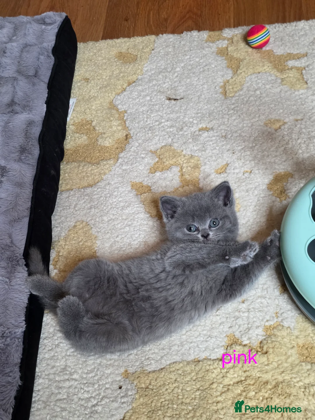 British Shorthair cats for sale: 🔥 Stunning British Shorthair Kittens to Reserve - Advert 37