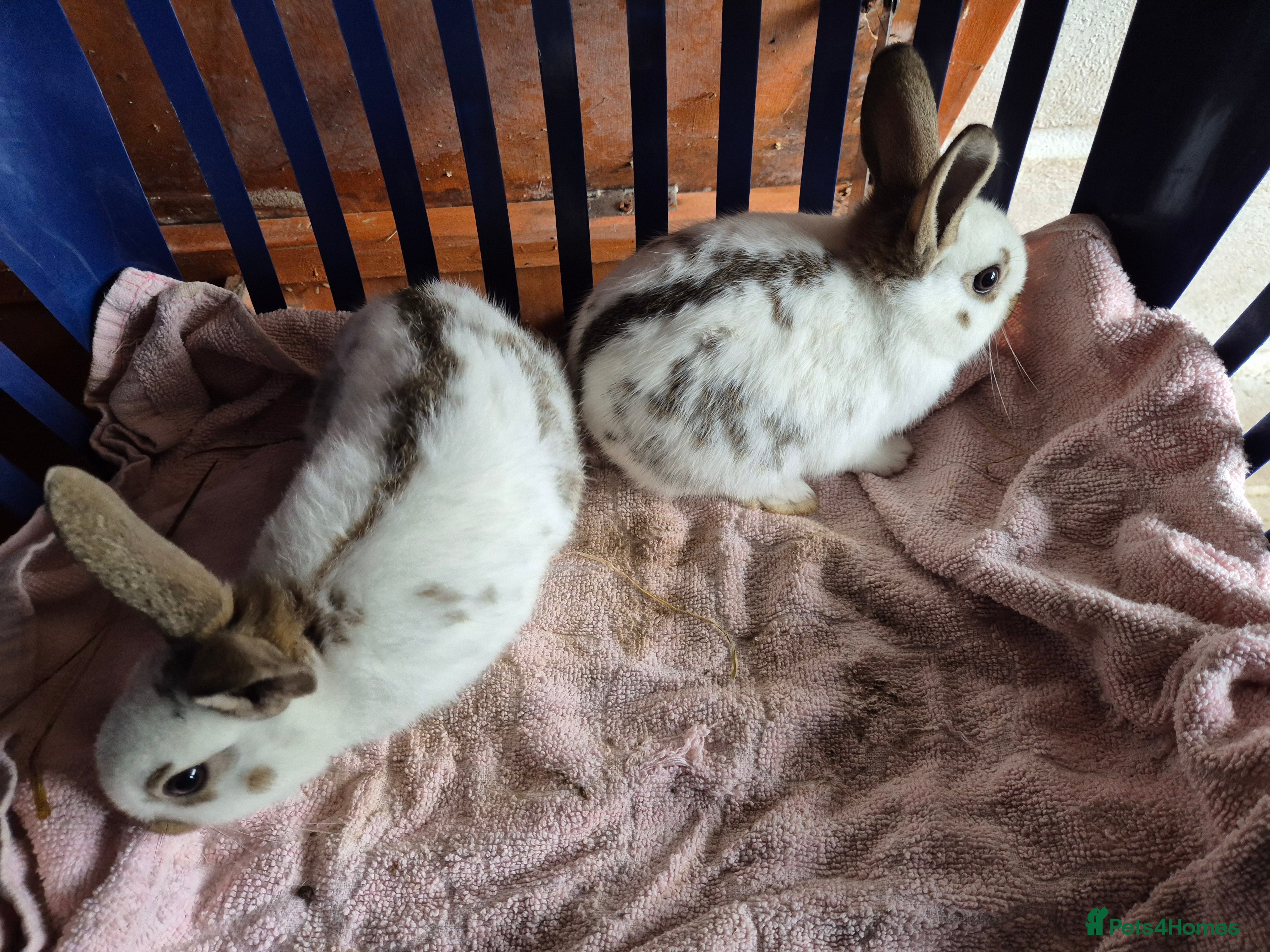 Mixed Breed rabbits Old english X Rex in Neath - Advert 2