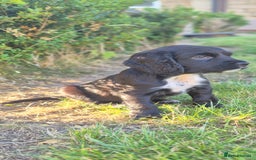 Cocker Spaniel dogs for sale: Beautiful chunky male cockers - Image 4