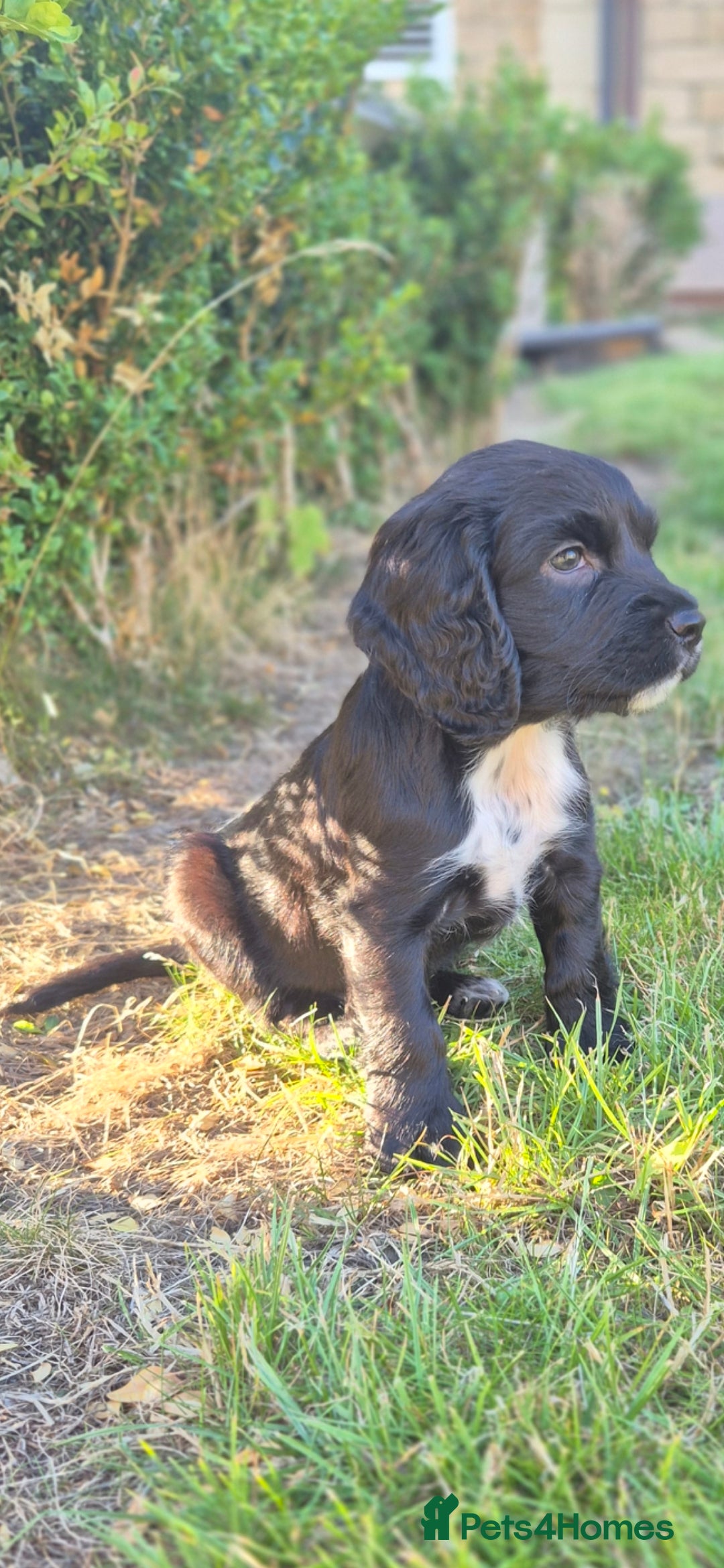 Cocker Spaniel dogs for sale: Beautiful chunky male cockers - Image 4