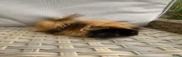 Guinea Pig rodents for sale: 1 left. Pretty baby long haired female guinea pig. - Advert 2