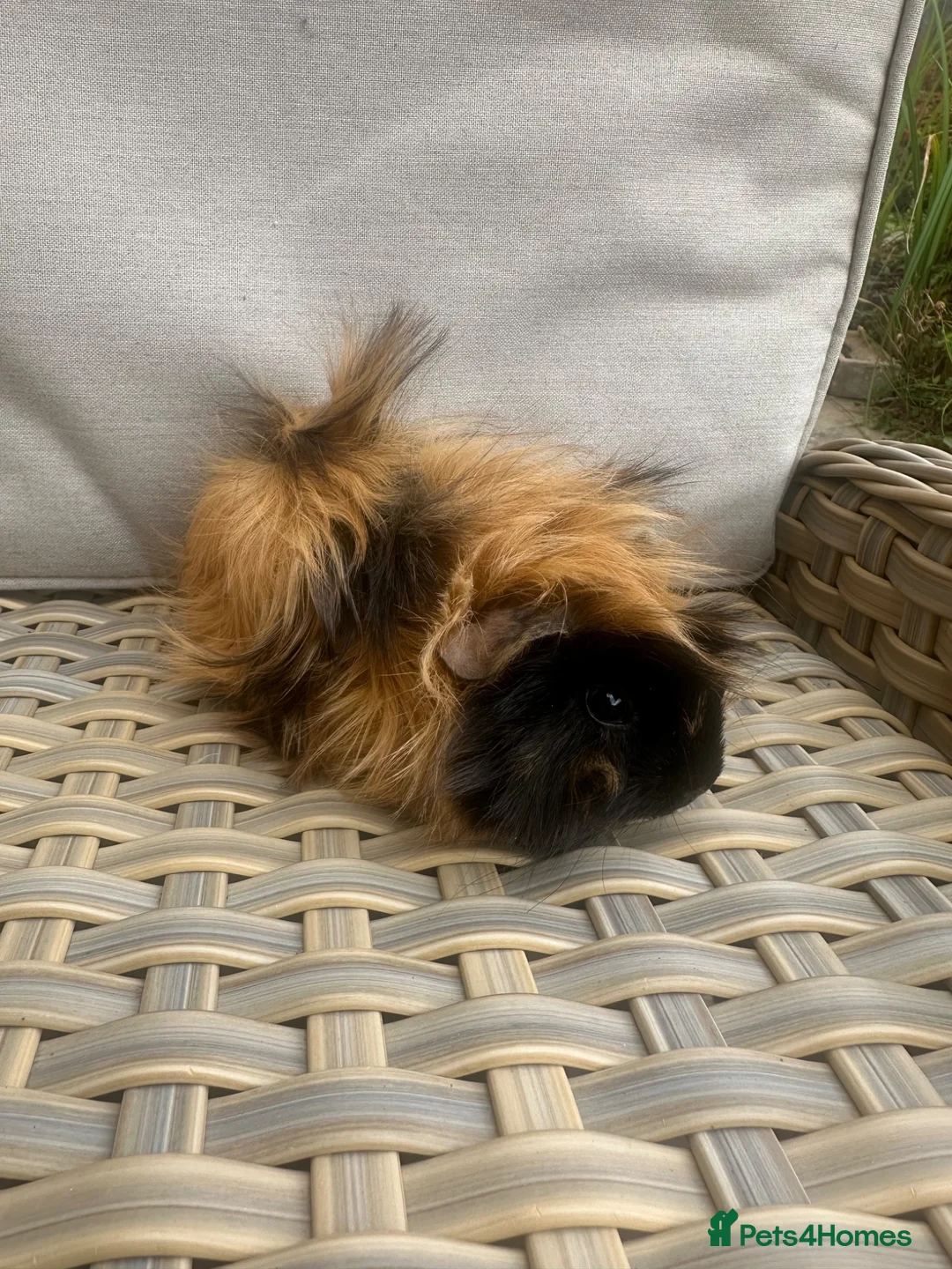 Guinea Pig rodents for sale: 1 left. Pretty baby long haired female guinea pig. - Advert 2