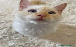 Ragdoll cats for stud: Rare Flame Point Ragdoll for stud - Image 6