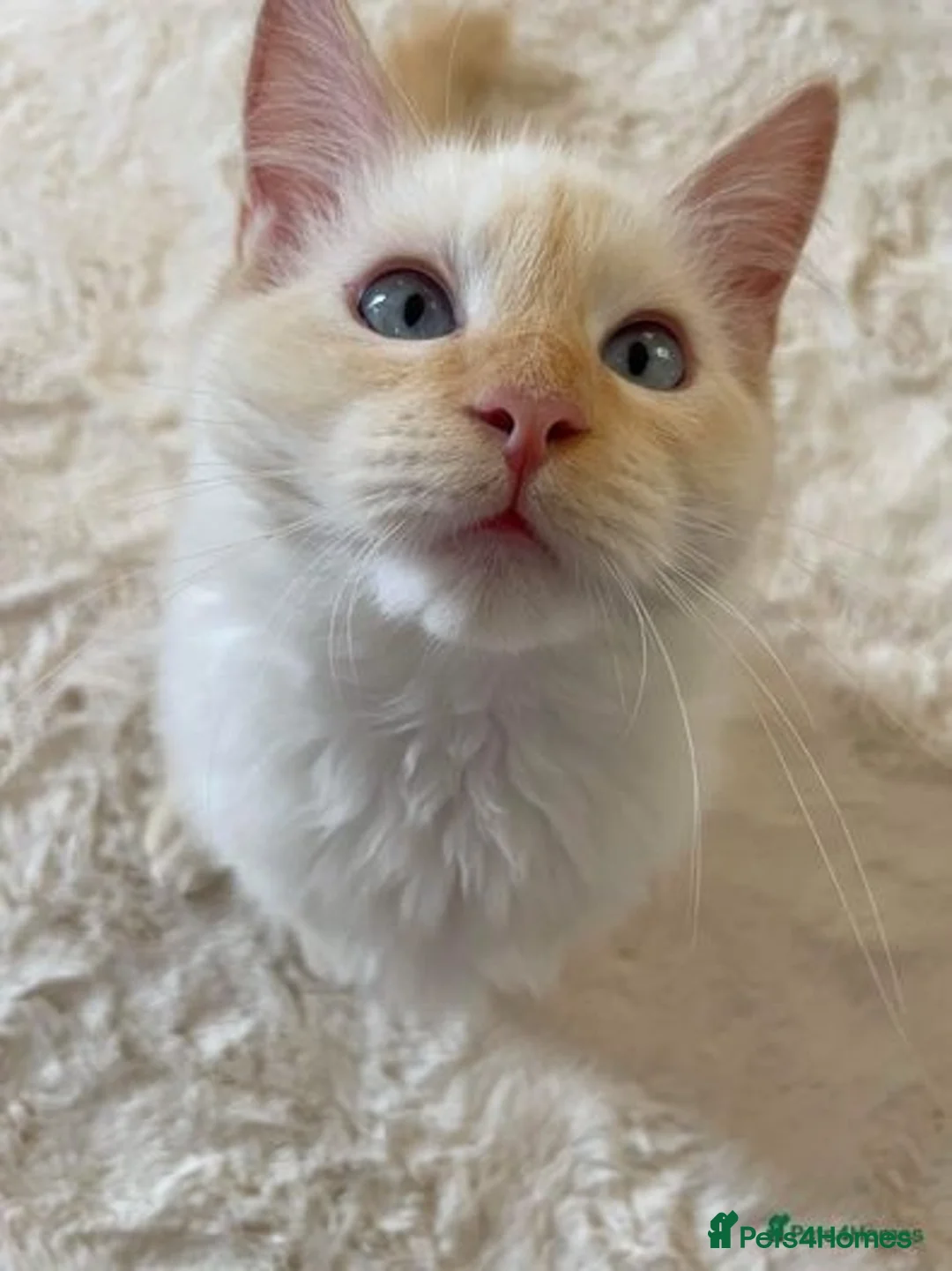 Ragdoll cats for stud: Rare Flame Point Ragdoll for stud - Image 6