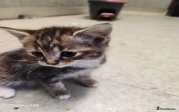 Mixed Breed cats for sale: British short hair/domestic cat - Image 2