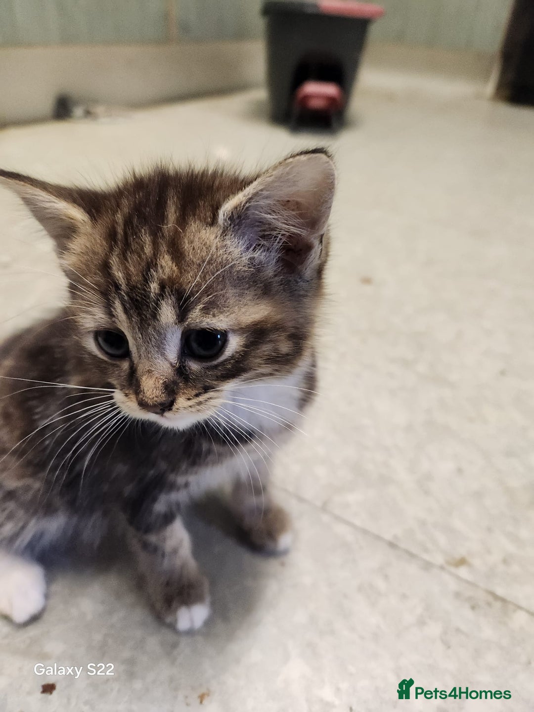 Mixed Breed cats for sale: British short hair/domestic cat - Image 2