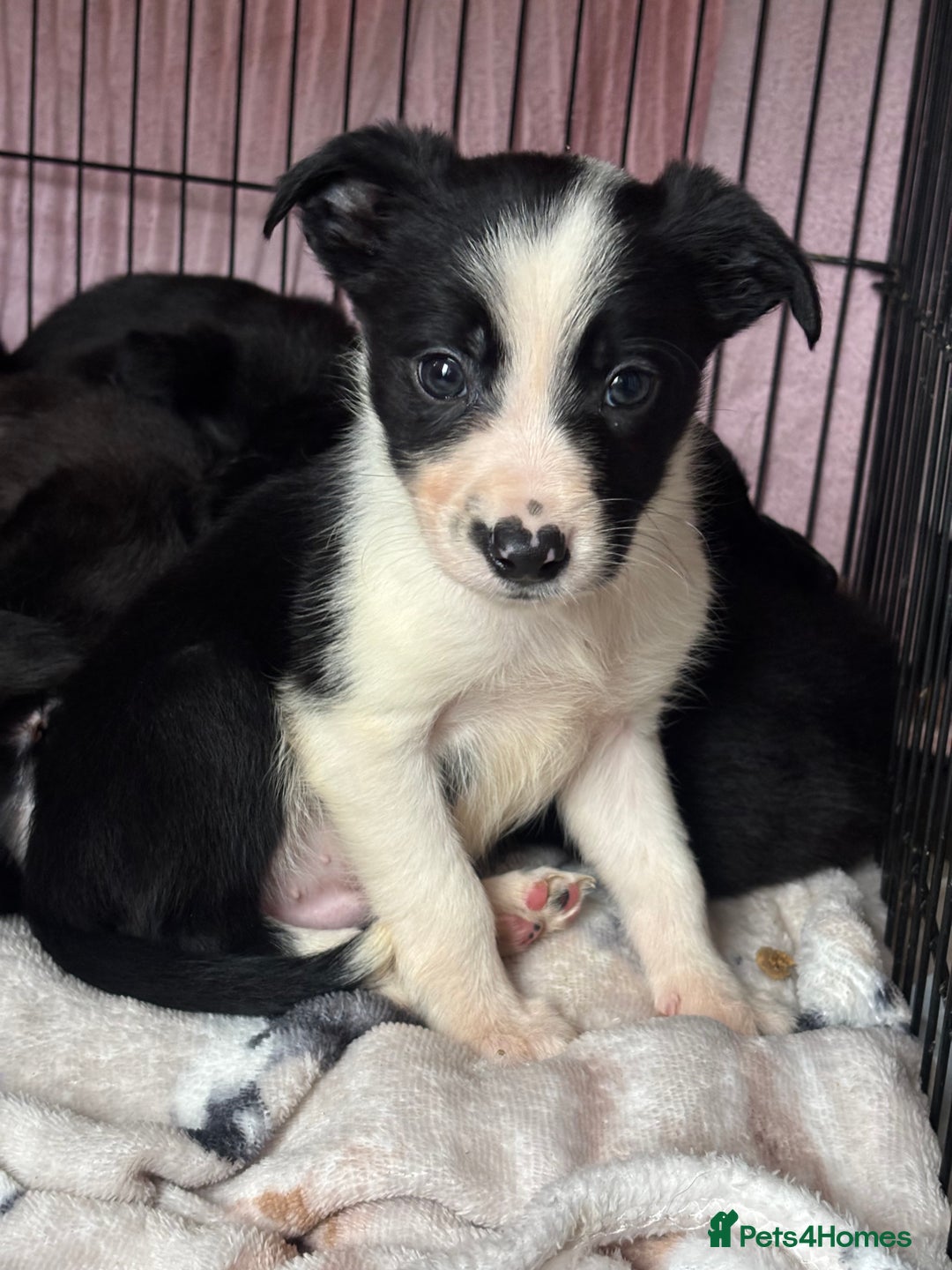 Mixed Breed dogs for sale: Cocker x Collie puppies  - Advert 4