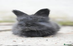 Angora rabbits for sale: French Imported Pedigree English Angoras - Image 24