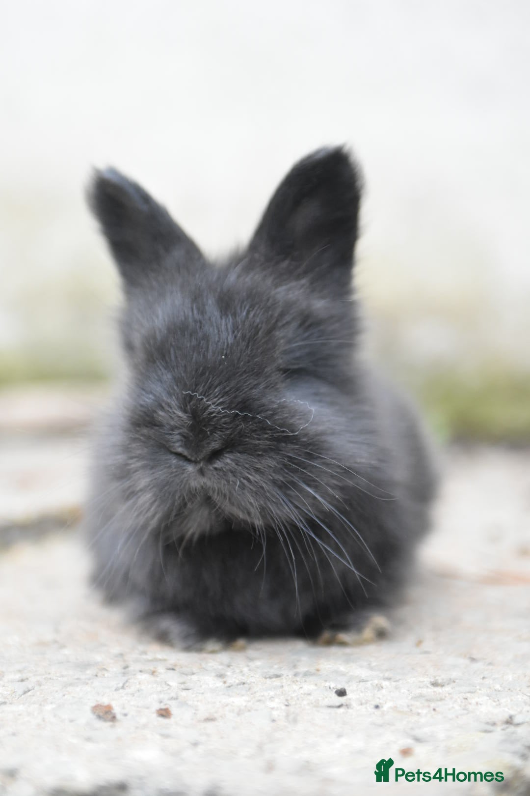 Angora rabbits for sale: French Imported Pedigree English Angoras - Image 24