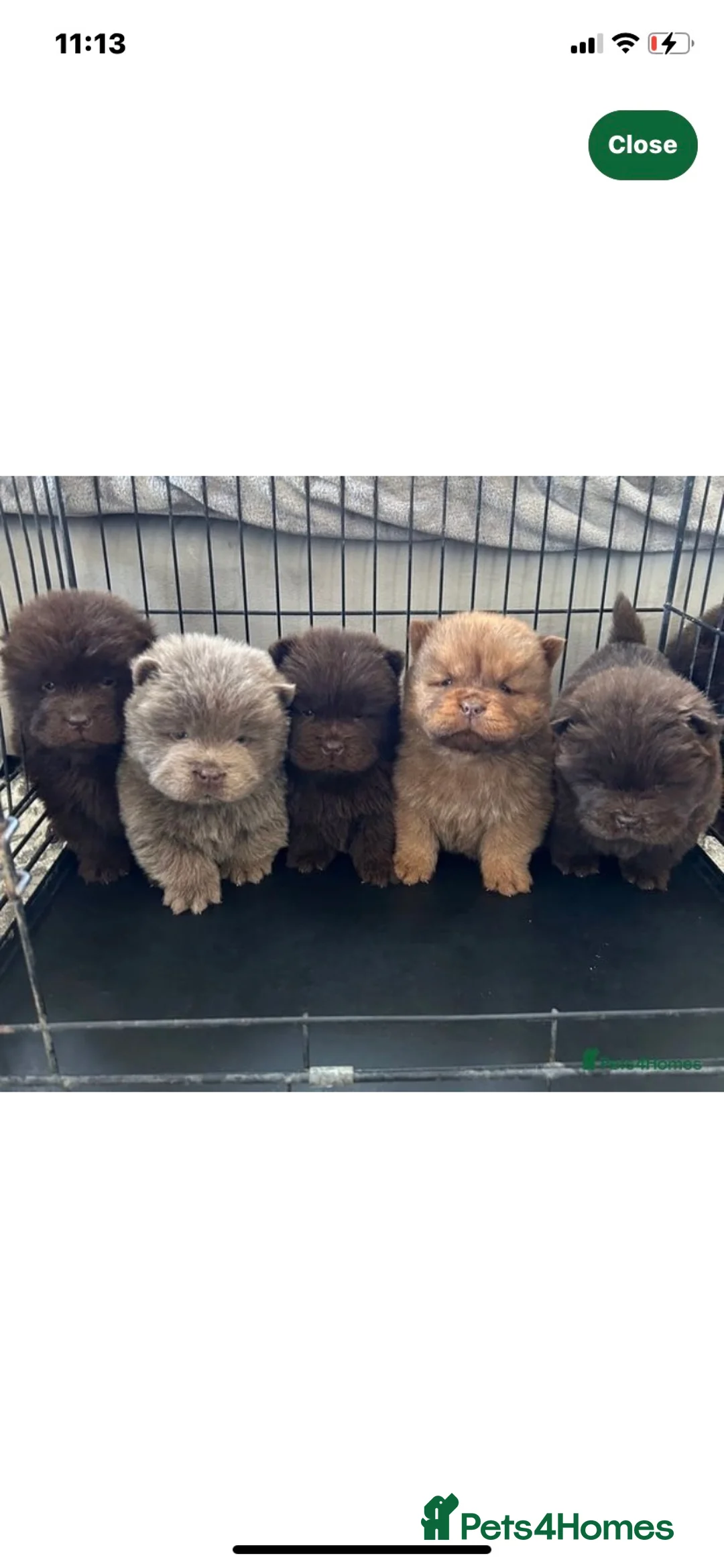 Chow Chow dogs for stud: HERSHEY the famous chocolate carrying blue. in Cheltenham - Advert 30