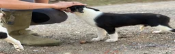 Border Collie dogs for sale: Pedigree border collie puppies  - Advert 6