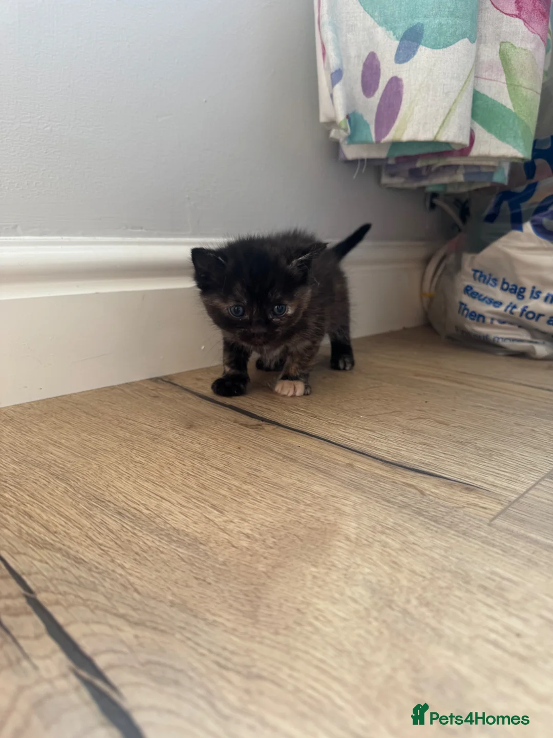 Mixed Breed cats for sale: DHS x Ragdoll  - Advert 22