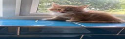 Maine Coon cats for sale: We have a beautiful set of main coon kittens  in Buckingham - Advert 10