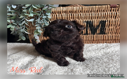 Shih Tzu dogs for sale: Stunning KC chocolate imperial Shihtzu puppies - Image 27