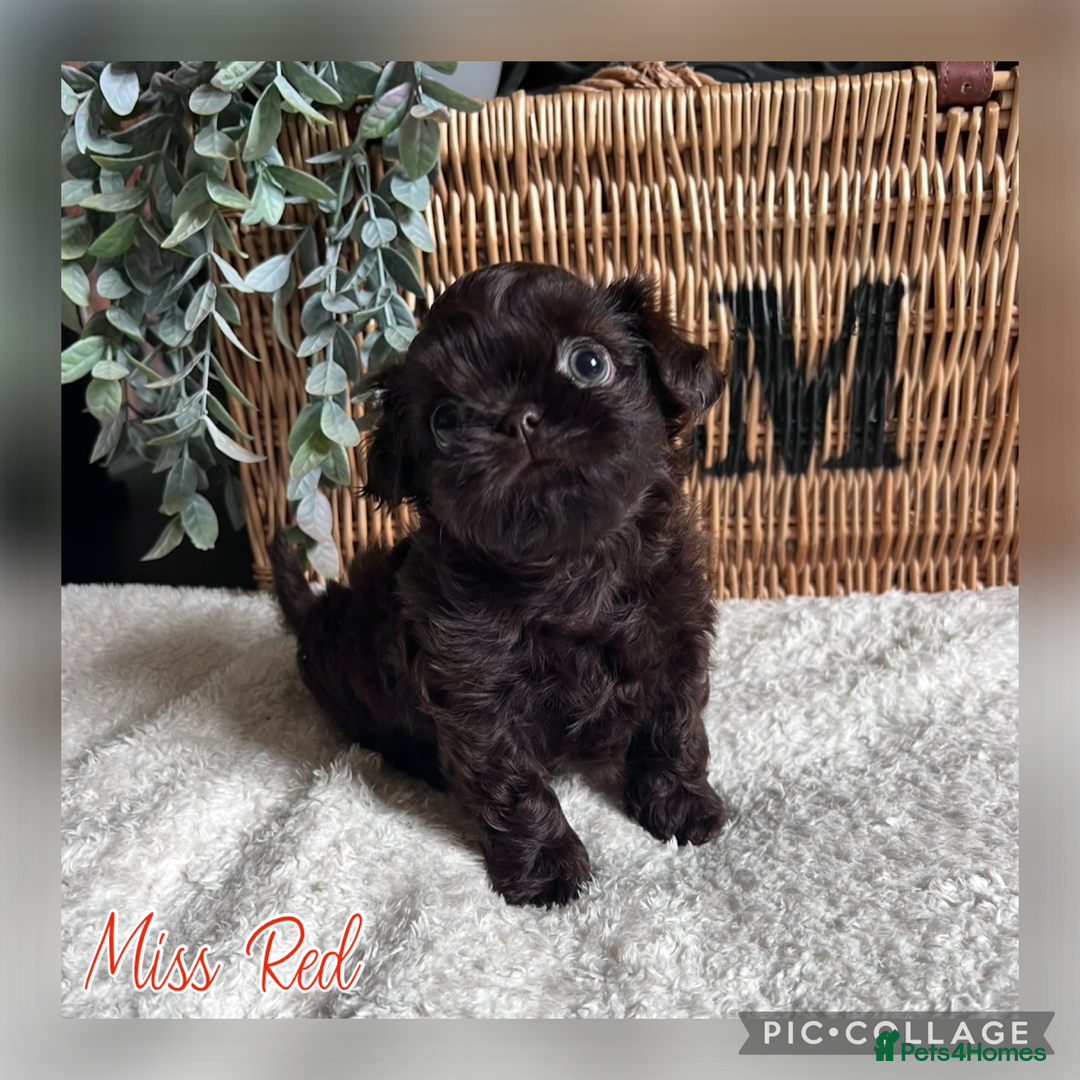 Shih Tzu dogs for sale: Stunning KC chocolate imperial Shihtzu puppies - Image 27