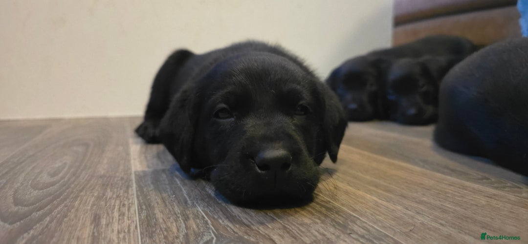 Labrador Retriever dogs for sale: KC Reg Fully Health Tested Black Labrador Puppies - Image 26