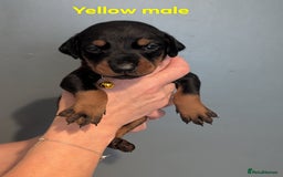 Dobermann dogs for sale: Doberman puppies "ready now" - Image 26