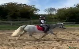 Welsh Section A horses for sale: Super pony ready for new family  - Image 13
