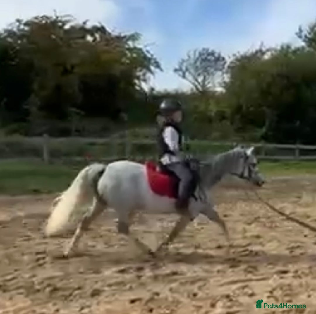 Welsh Section A horses for sale: Super pony ready for new family  - Image 13